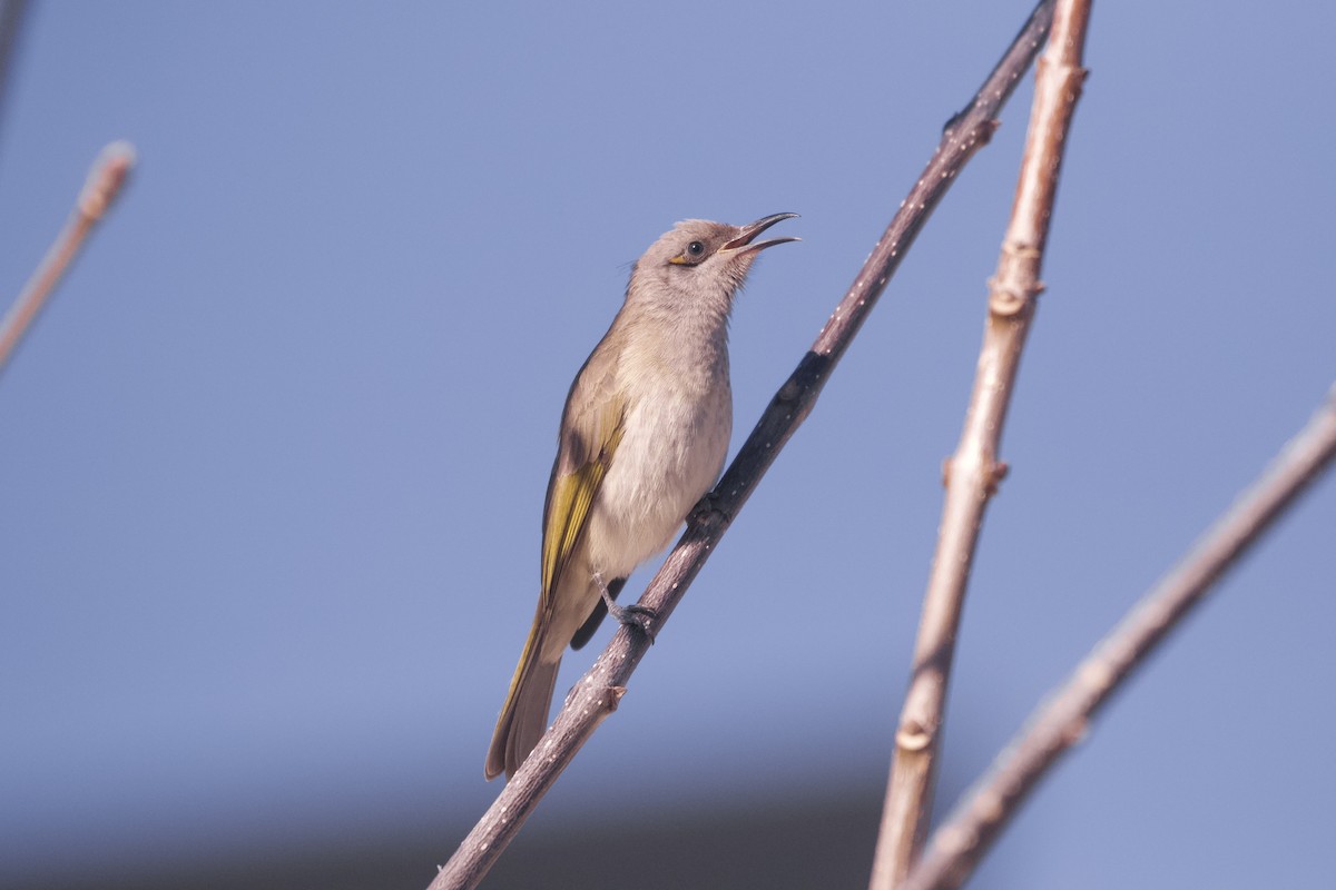 Brown Honeyeater - ML638259306