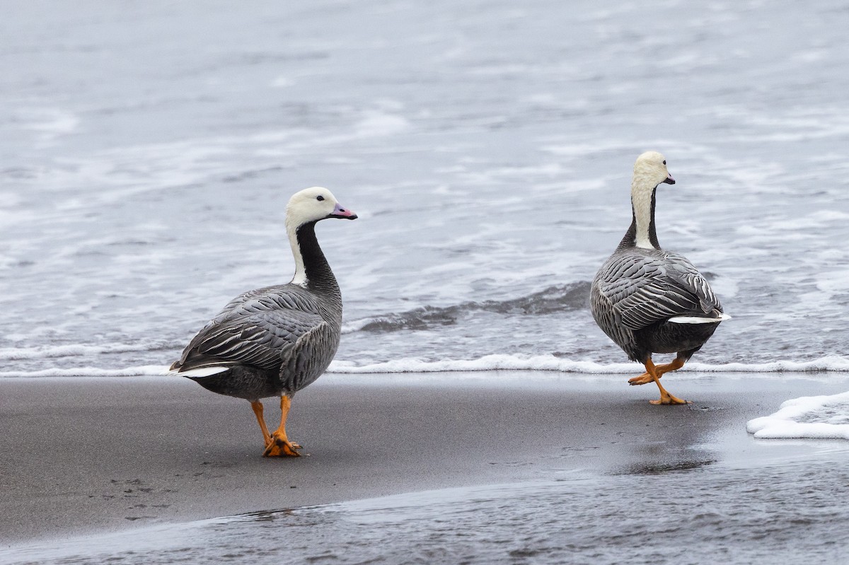 Emperor Goose - ML638259307