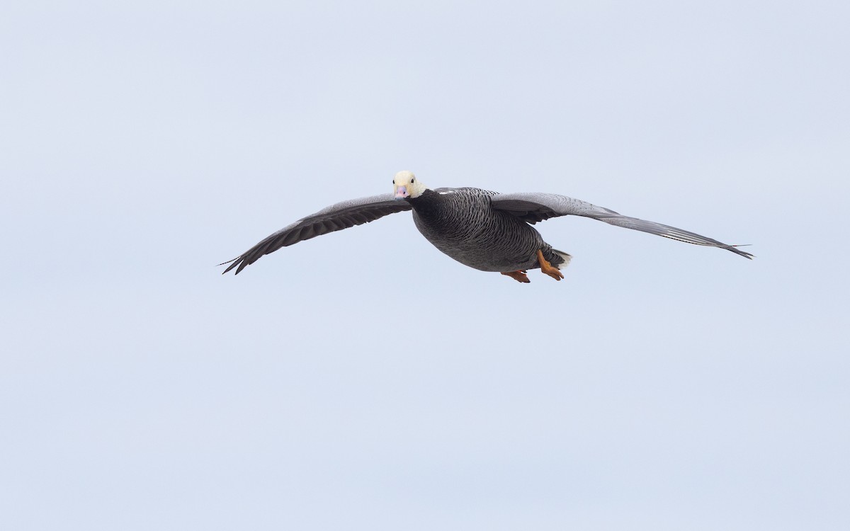 Emperor Goose - ML638259308