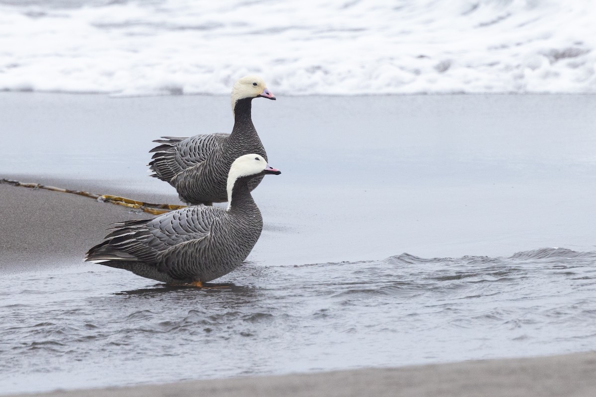 Emperor Goose - ML638259309