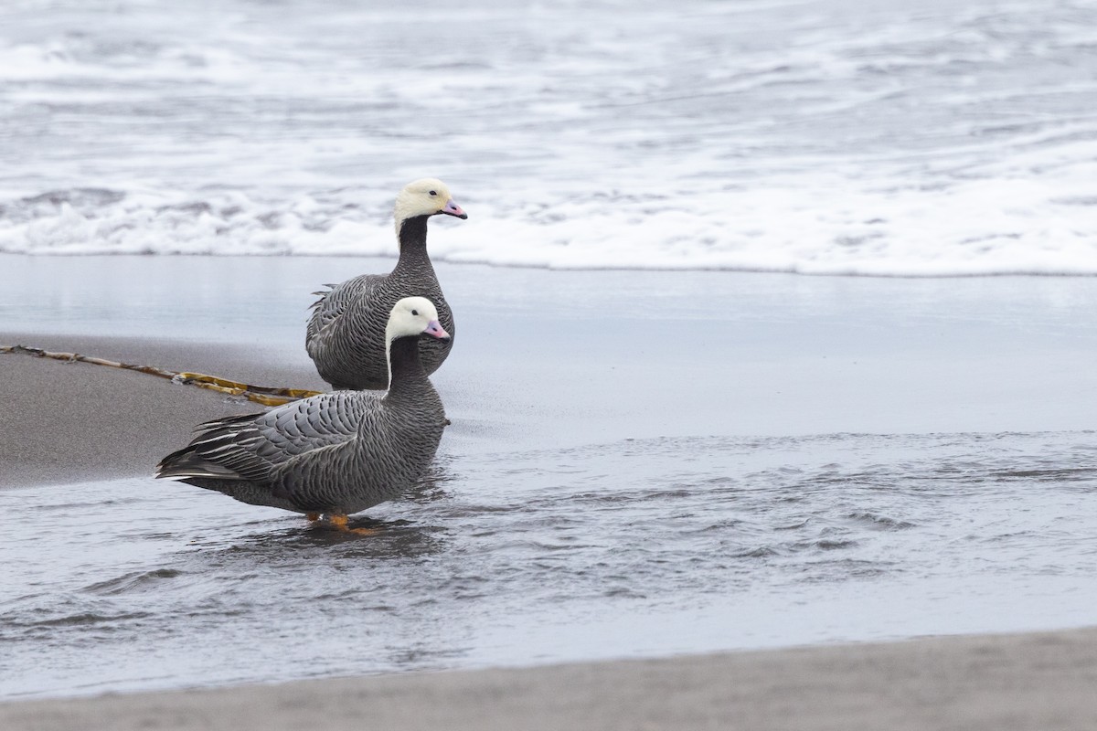 Emperor Goose - ML638259310