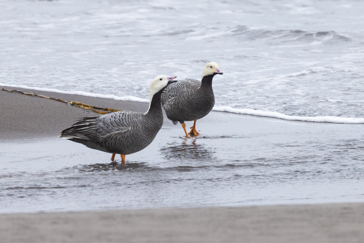 Emperor Goose - ML638259311