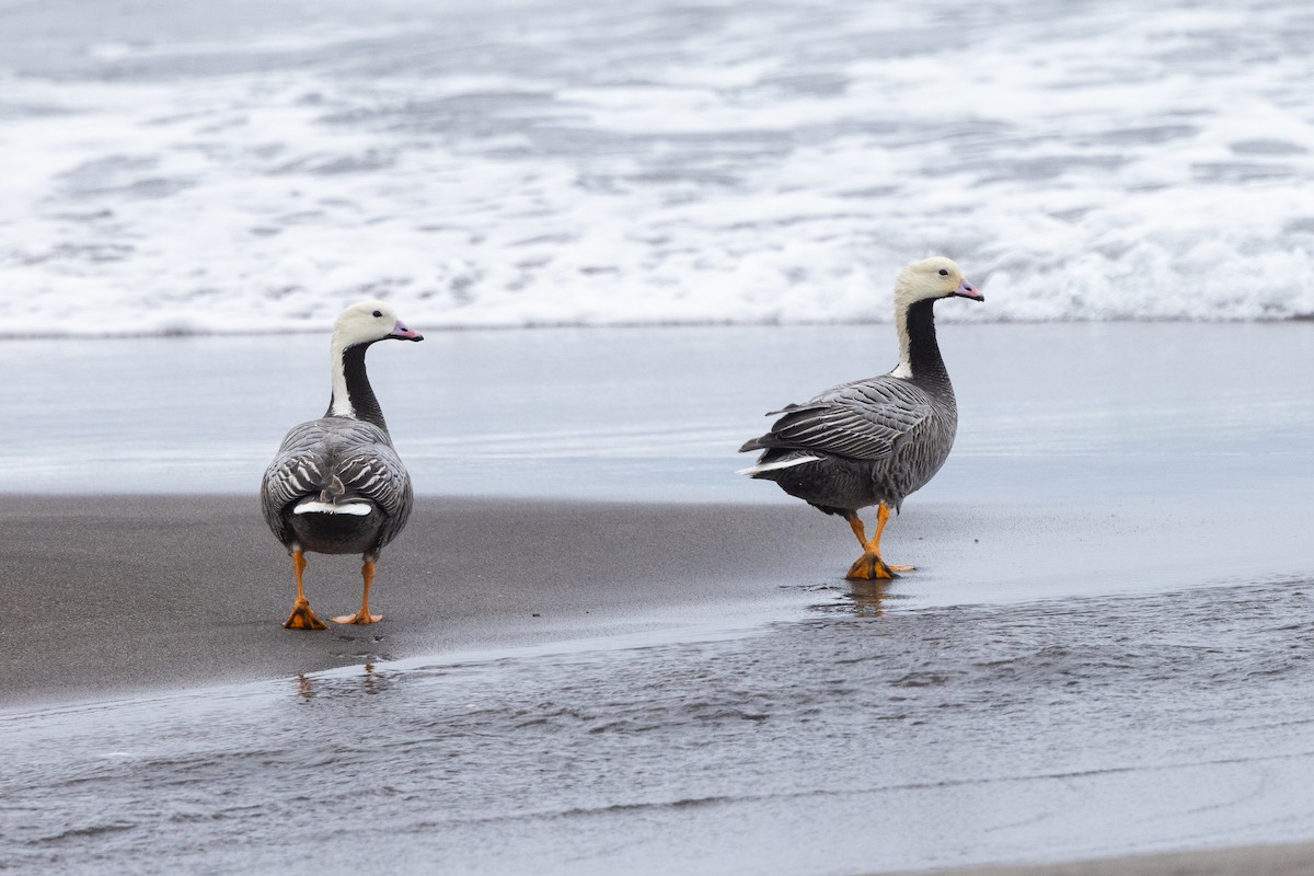 Emperor Goose - ML638259312