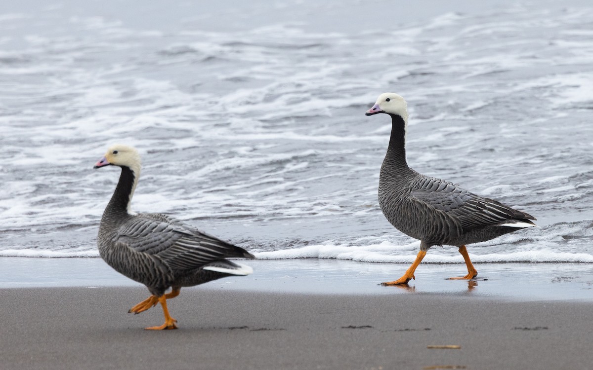 Emperor Goose - ML638259313