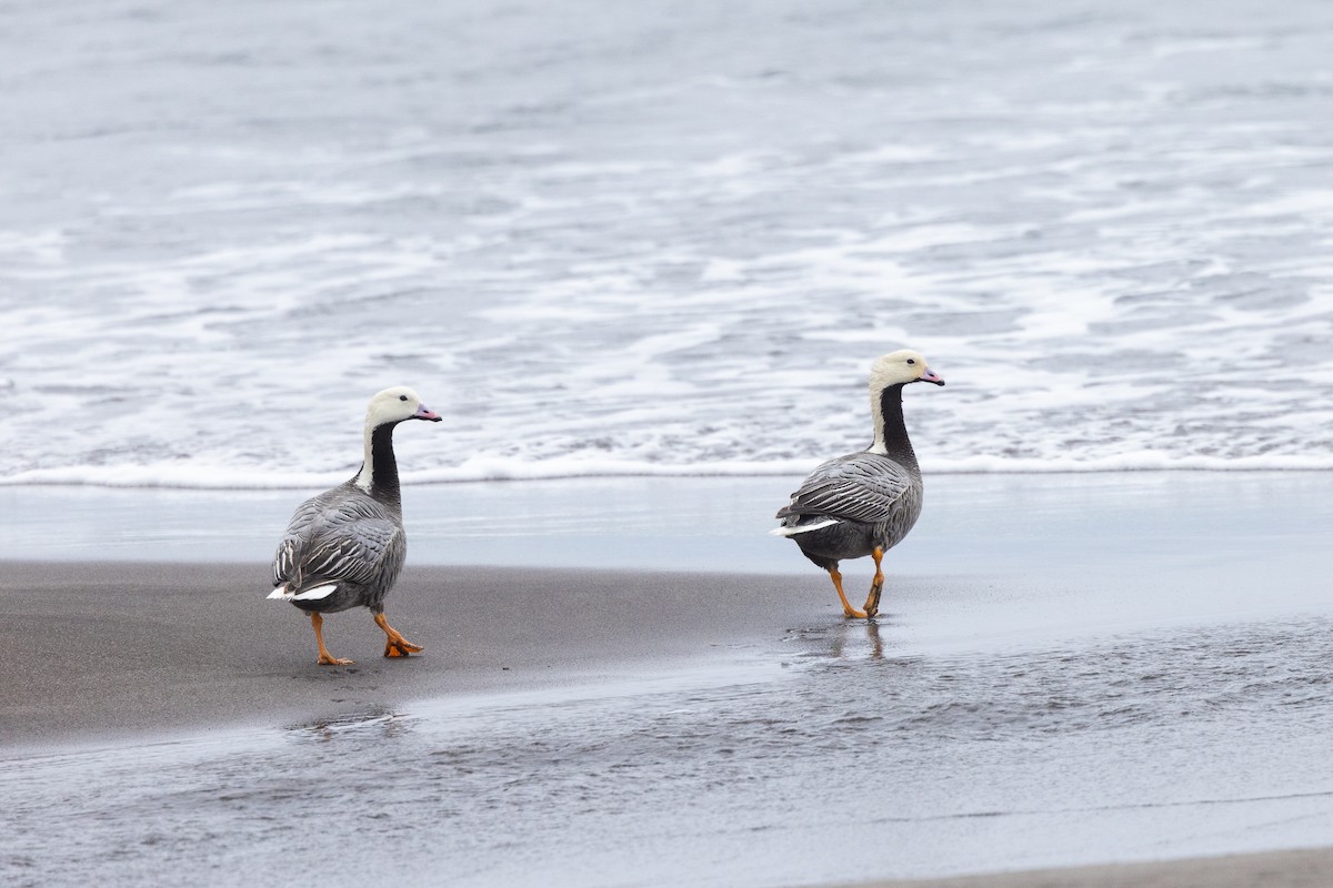 Emperor Goose - ML638259315