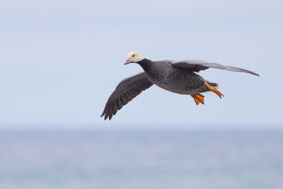Emperor Goose - ML638259316