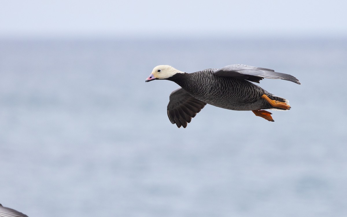 Emperor Goose - ML638259318