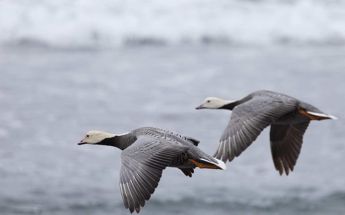 Emperor Goose - ML638259321