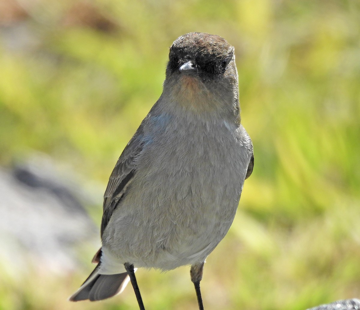 Dark-faced Ground-Tyrant - ML638259333