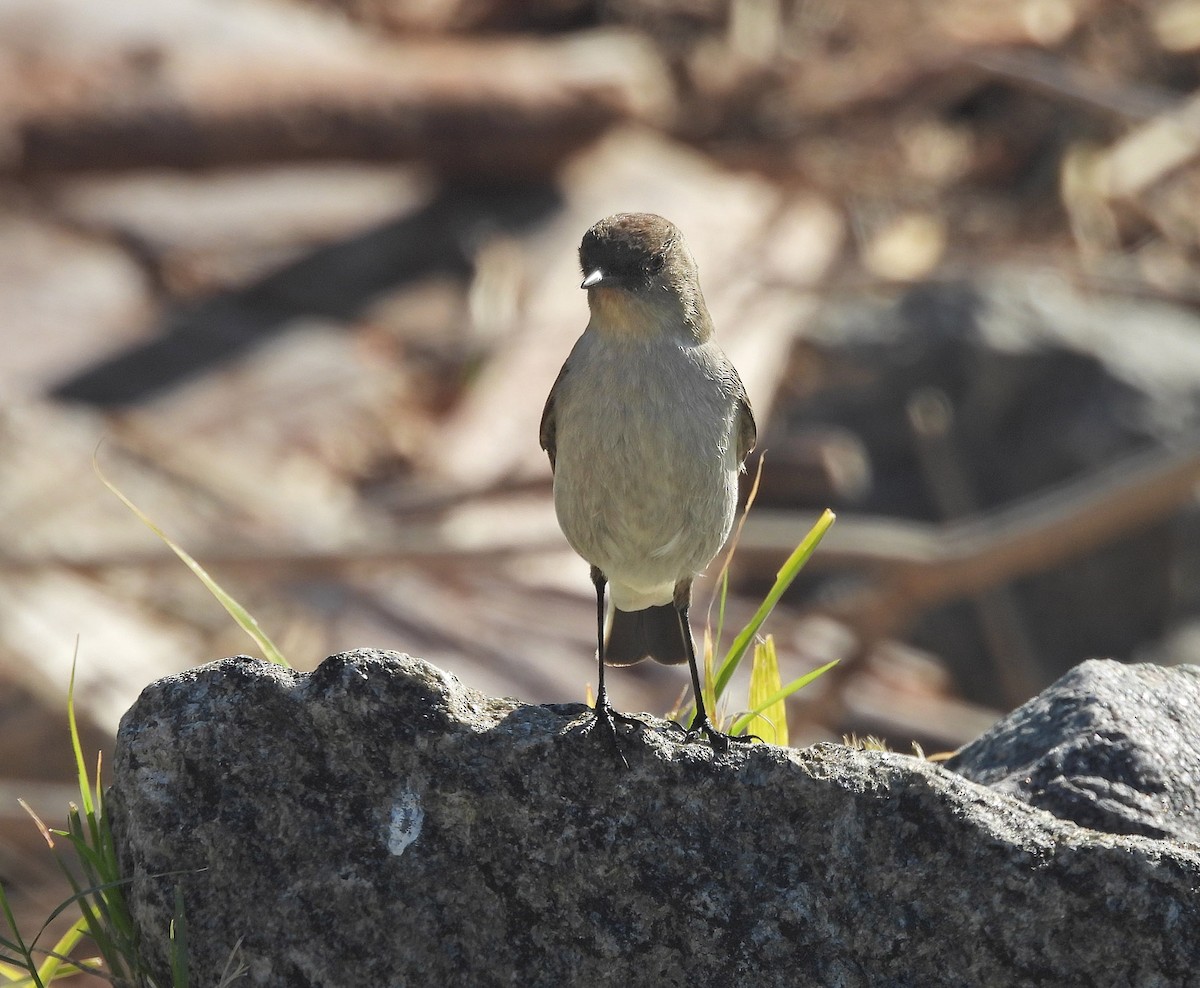 Dark-faced Ground-Tyrant - ML638259334
