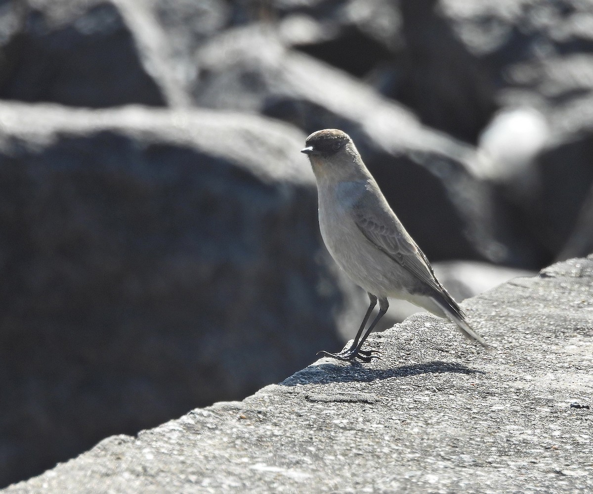 Dark-faced Ground-Tyrant - ML638259335