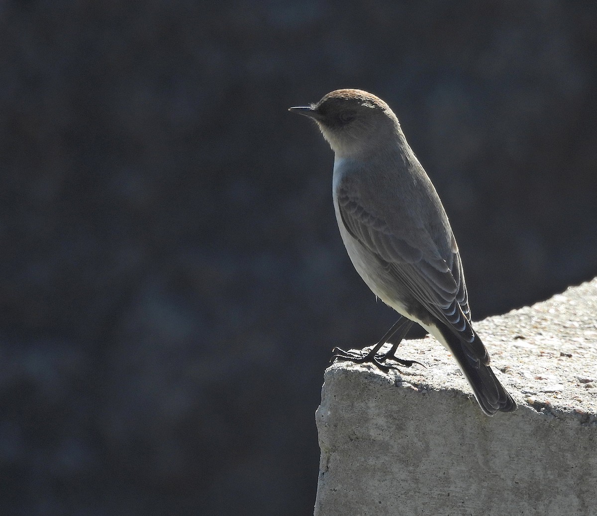 Dark-faced Ground-Tyrant - ML638259336