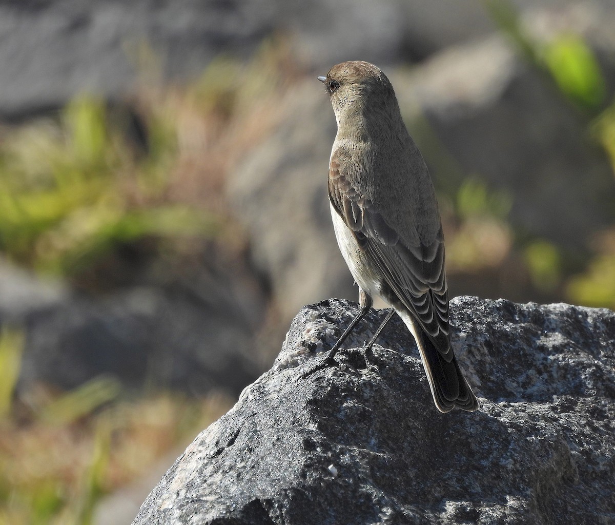 Dark-faced Ground-Tyrant - ML638259337