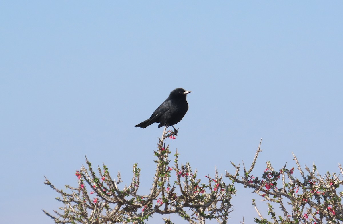 Austral Blackbird - ML638259339