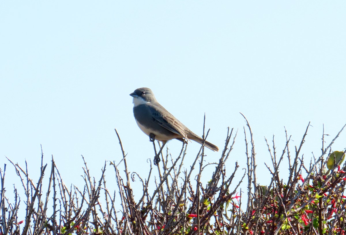 Diuca Finch - ML638259341