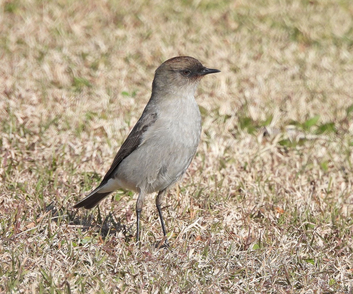 Dark-faced Ground-Tyrant - ML638259362