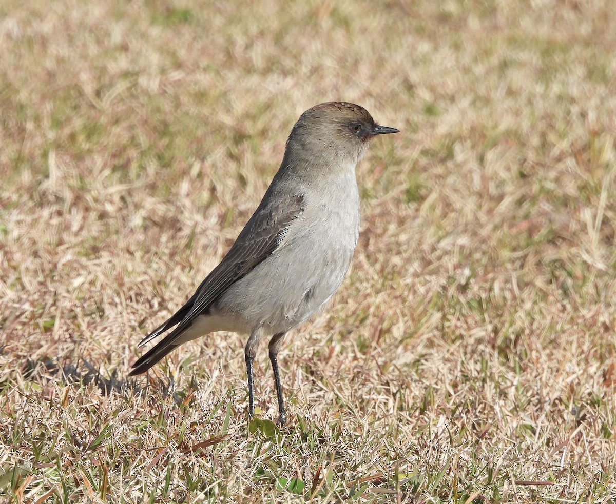 Dark-faced Ground-Tyrant - ML638259363