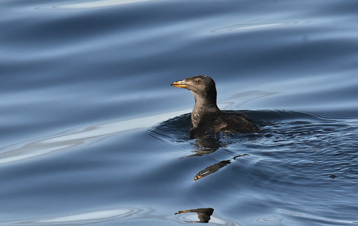 Rhinoceros Auklet - ML638259372