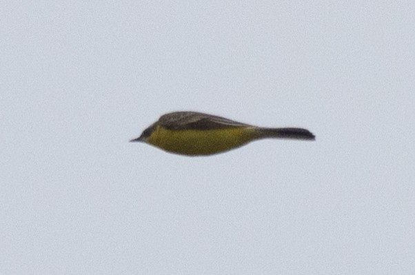 Eastern Yellow Wagtail - ML638259374