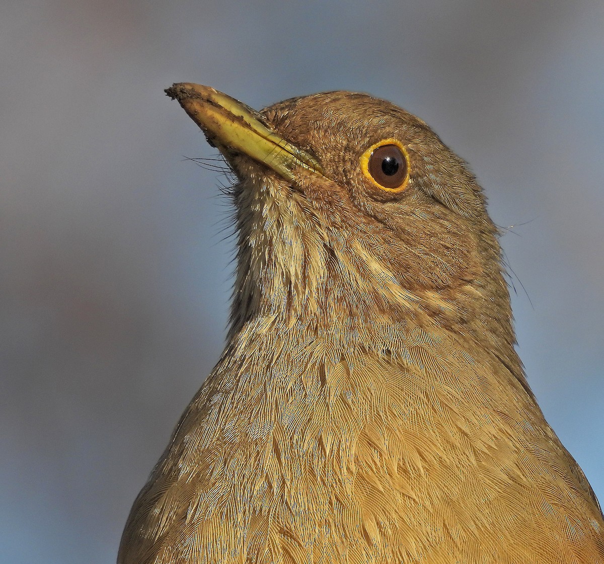 Rufous-bellied Thrush - ML638259383