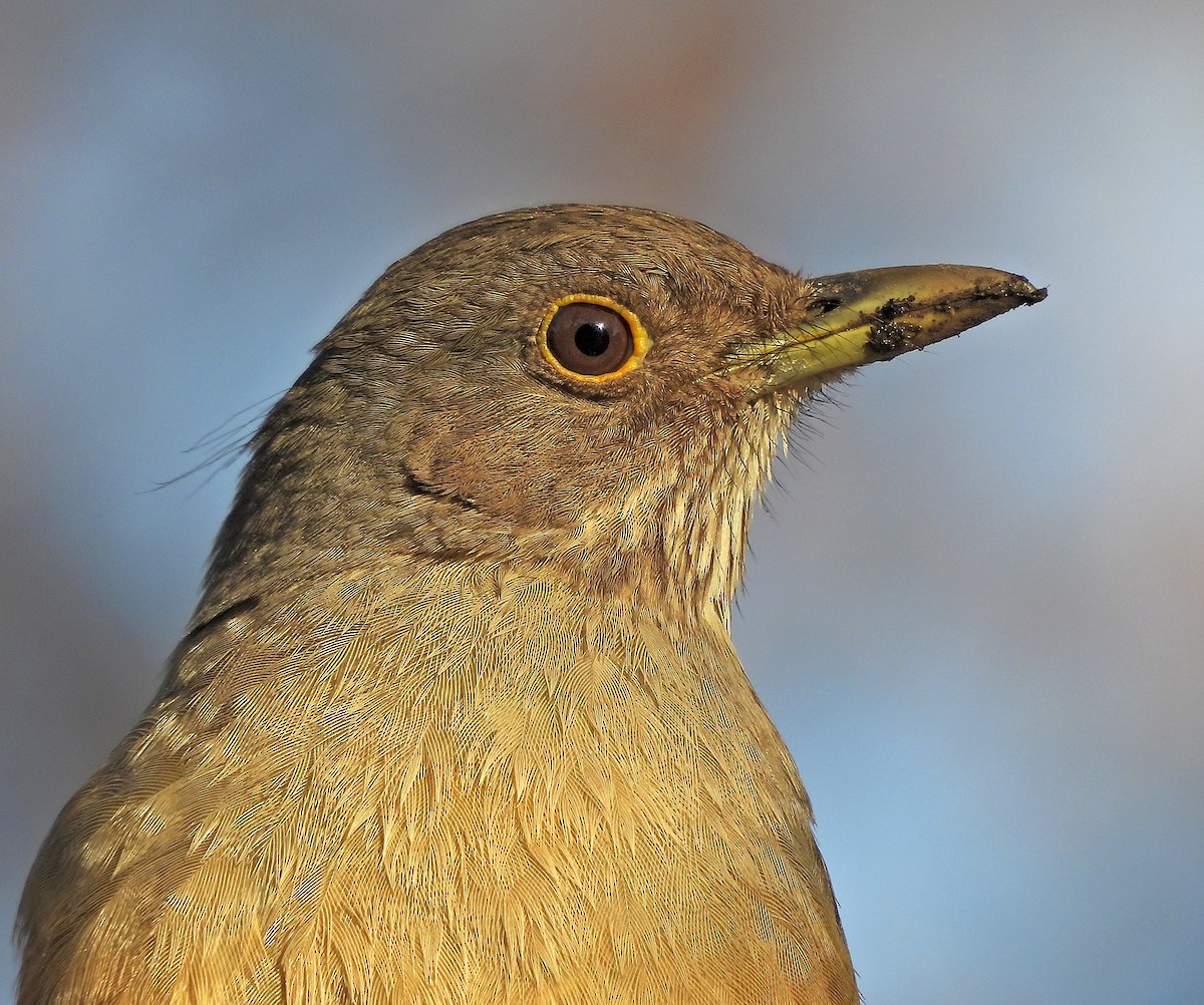 Rufous-bellied Thrush - ML638259384