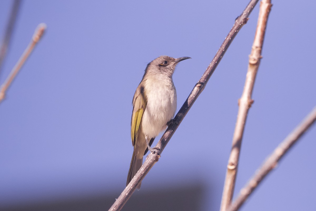 Brown Honeyeater - ML638259386