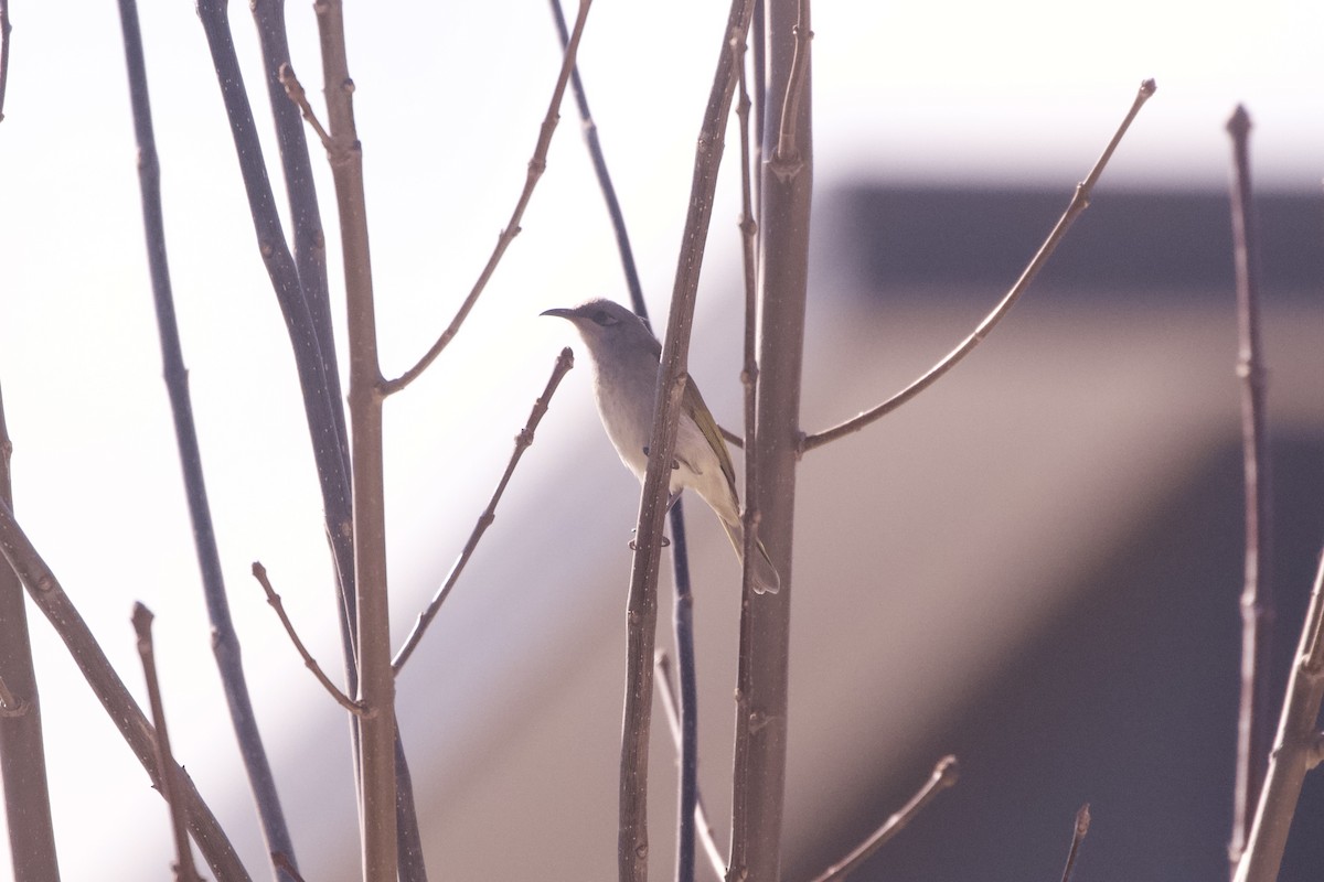 Brown Honeyeater - ML638259448
