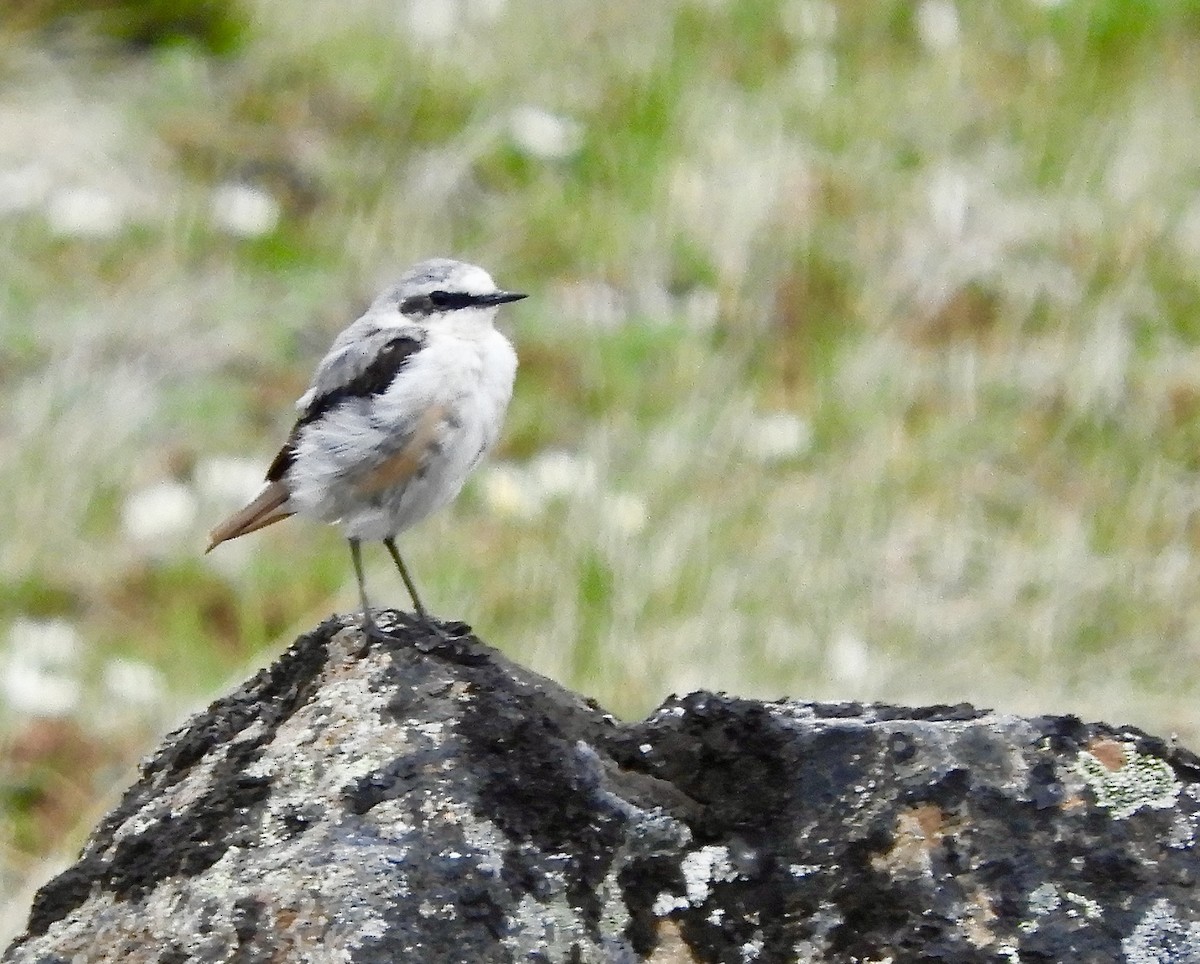 Northern Wheatear - ML638259457