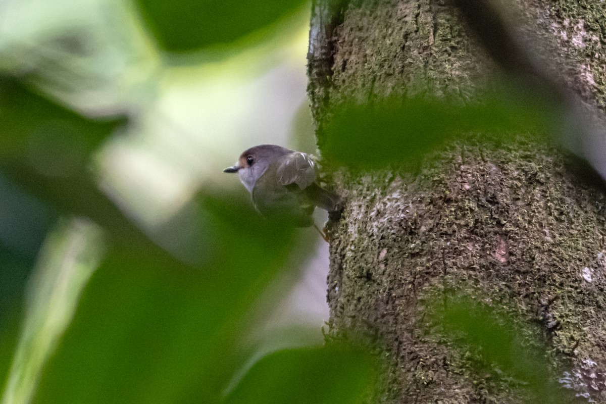 Pale-yellow Robin - ML638259468