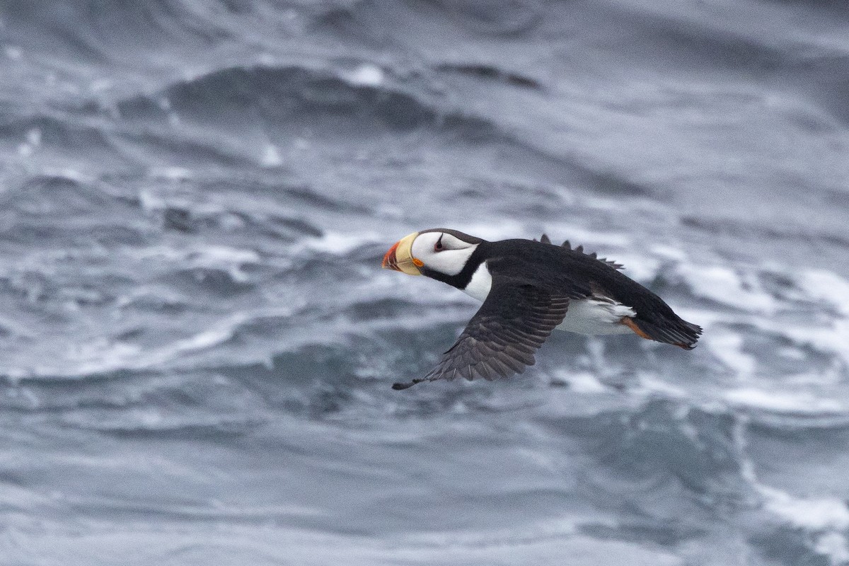 Horned Puffin - ML638259470