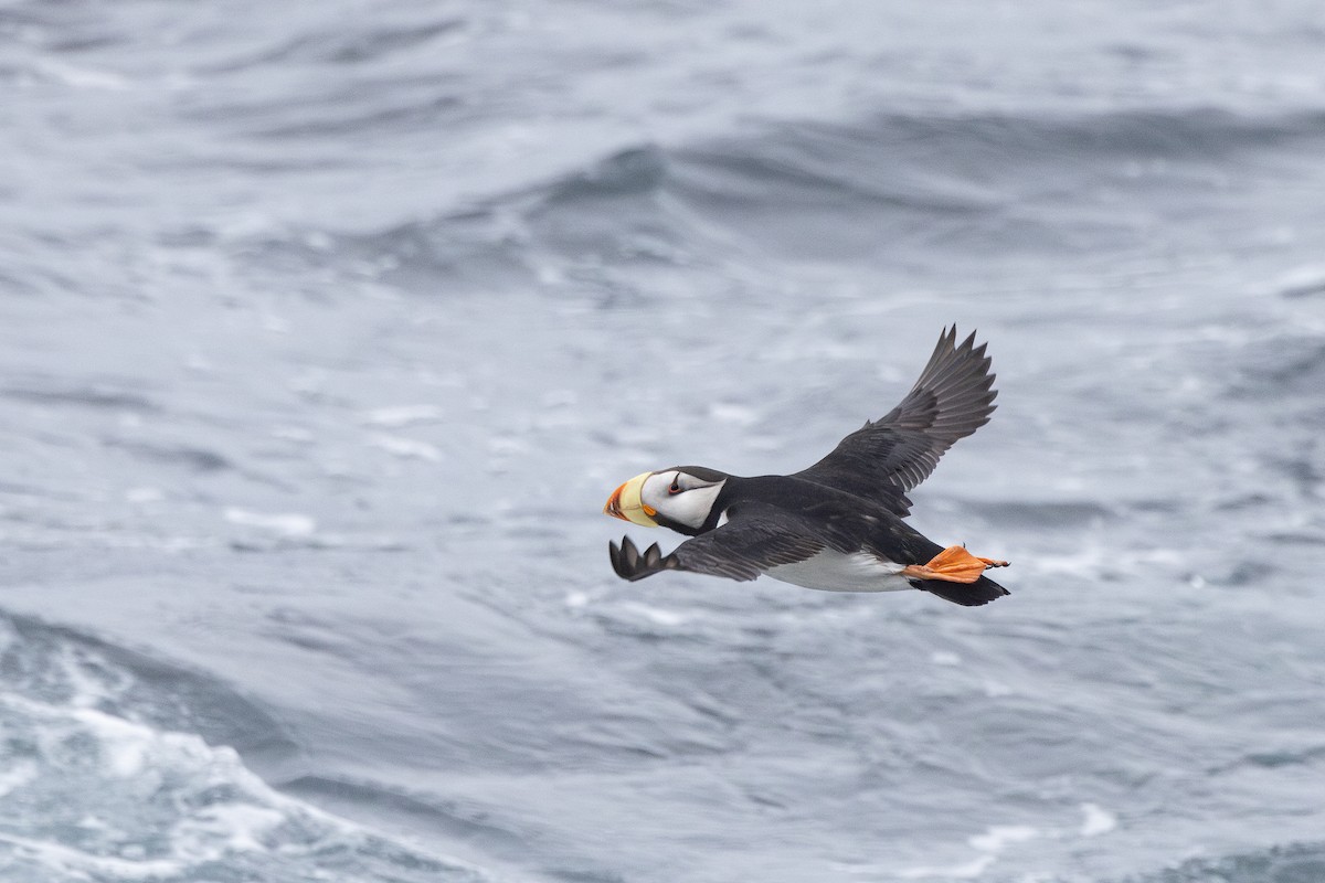 Horned Puffin - ML638259471