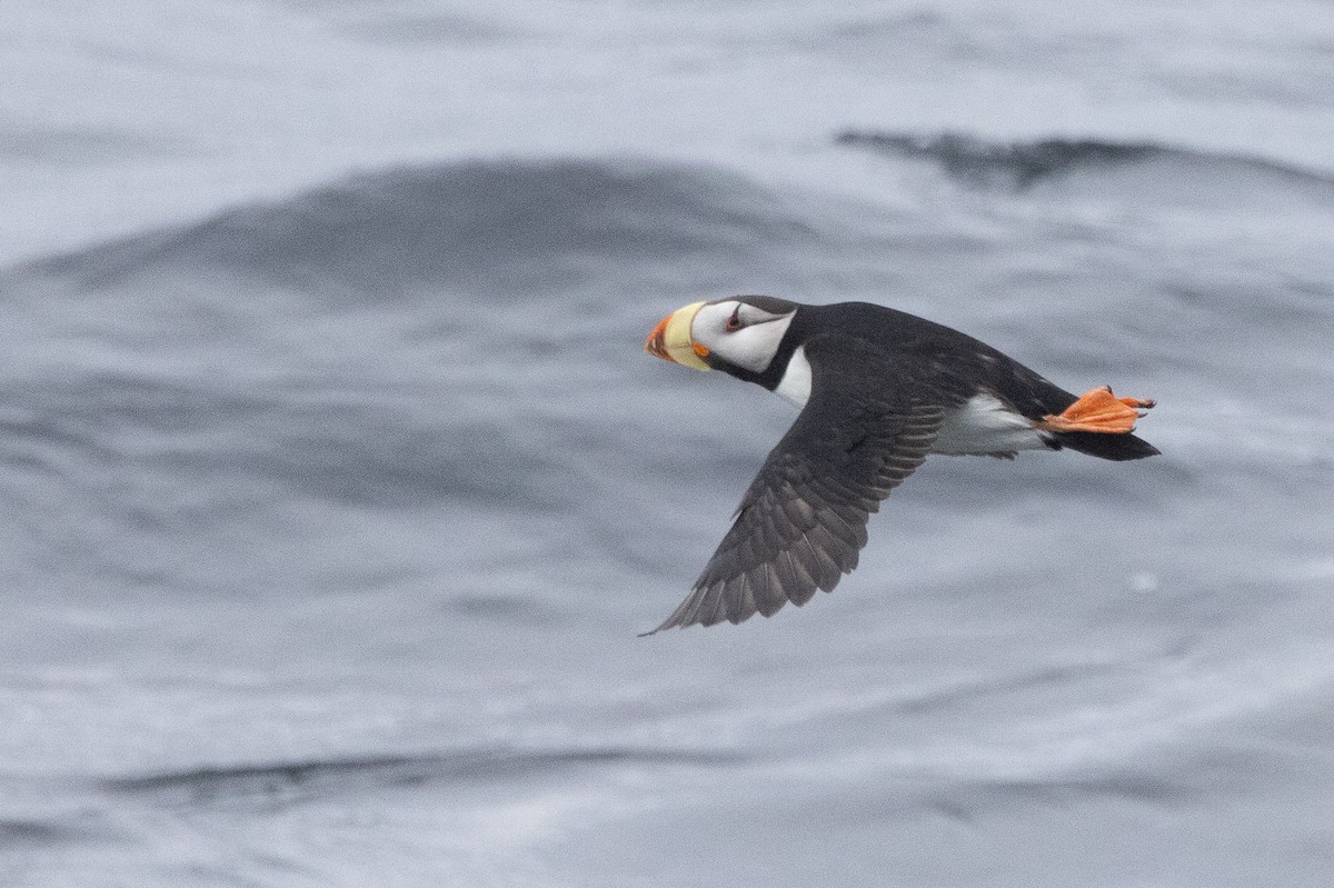 Horned Puffin - ML638259472