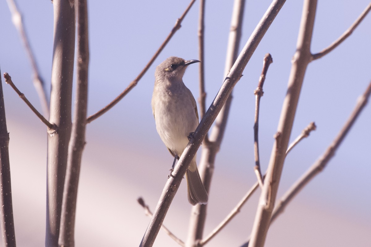 Brown Honeyeater - ML638259478