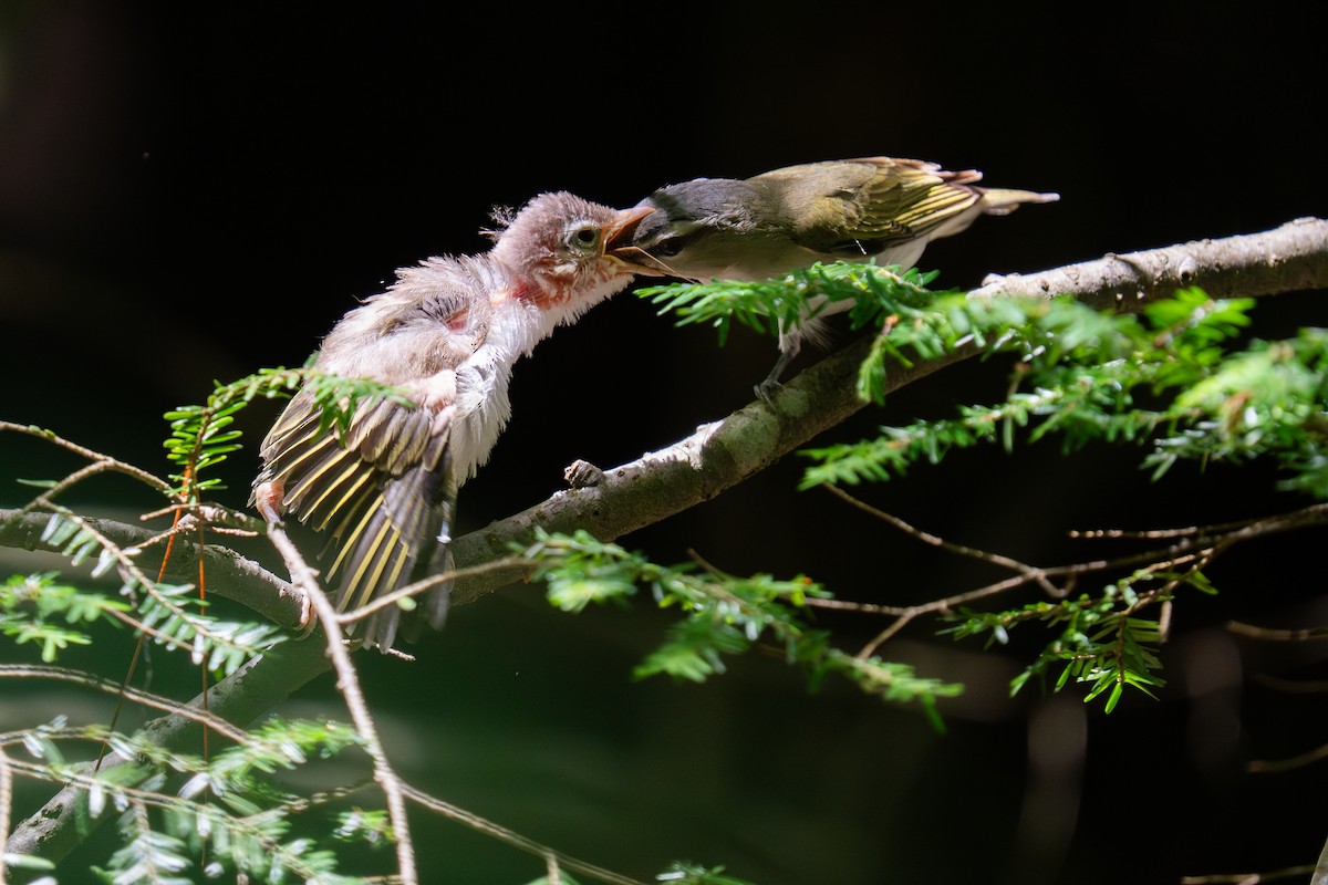 Red-eyed Vireo - ML638259517