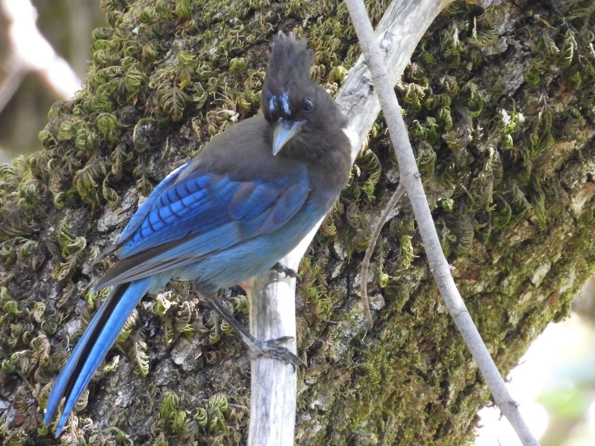 Steller's Jay - ML638259519
