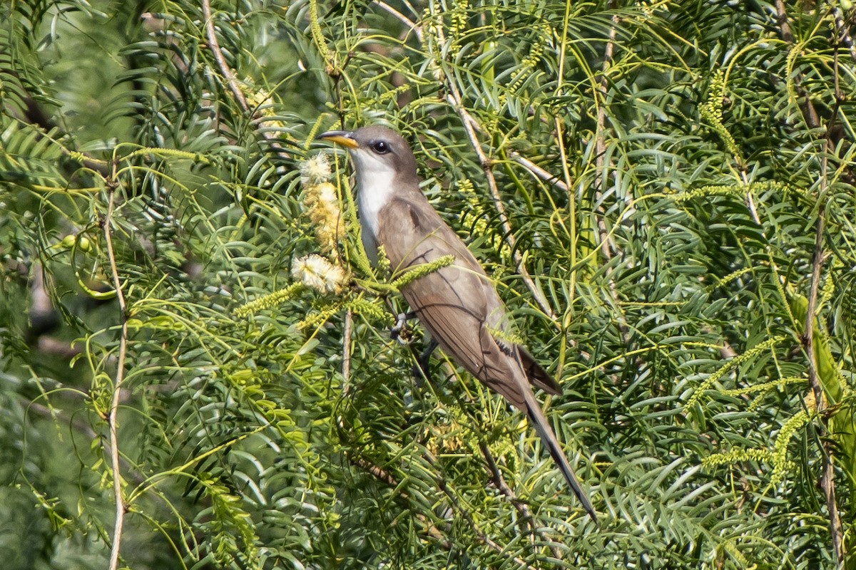 Yellow-billed Cuckoo - ML638259523
