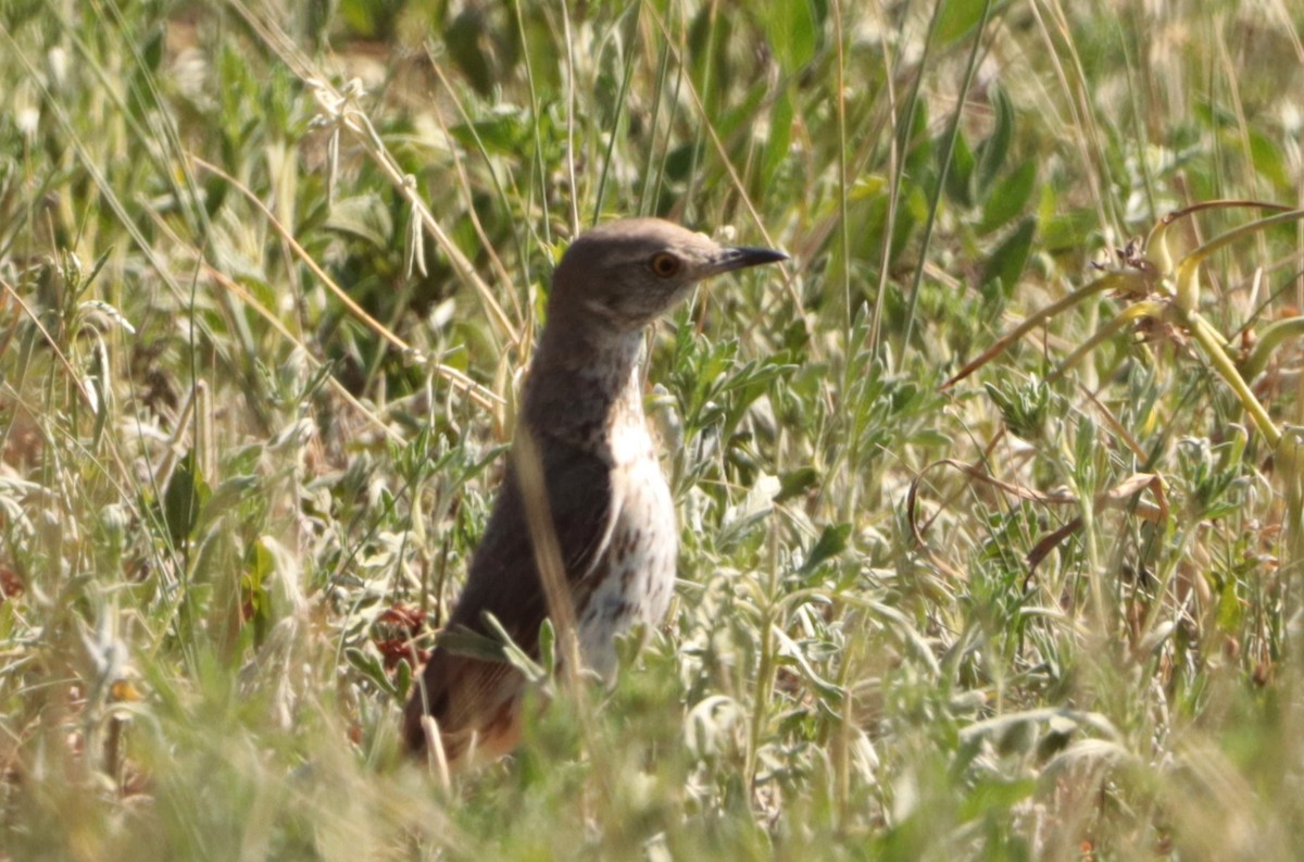 Sage Thrasher - ML638259528