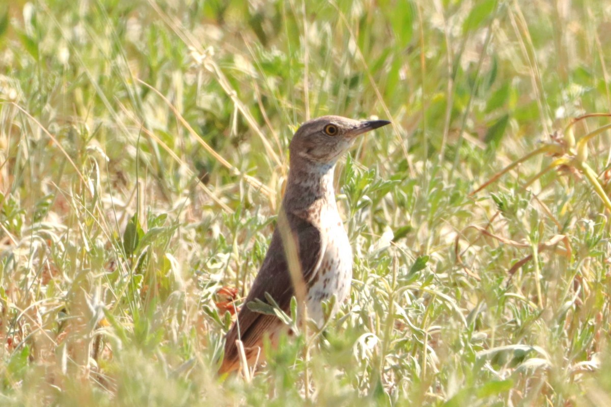 Sage Thrasher - ML638259529