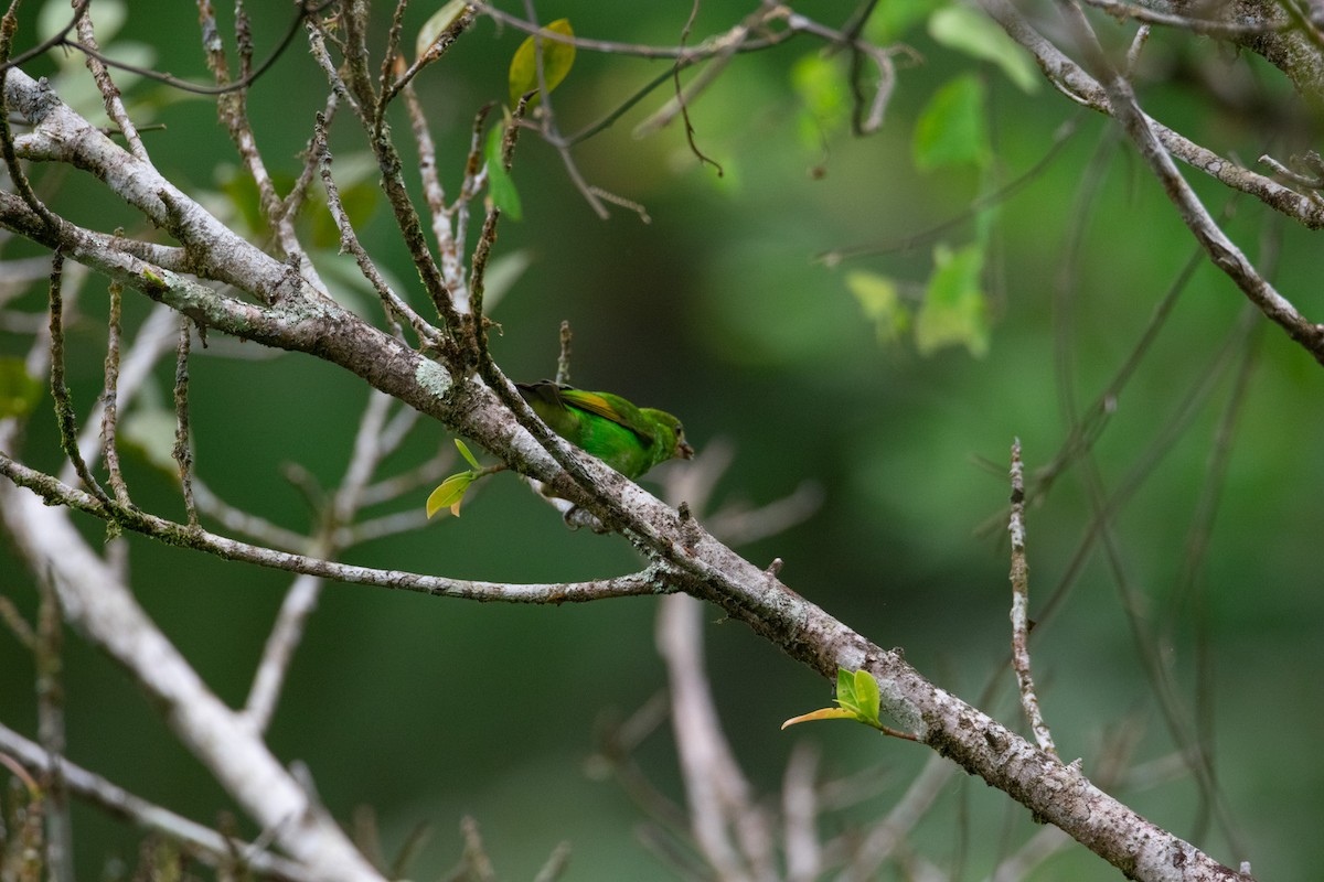 Green Honeycreeper - ML638259559