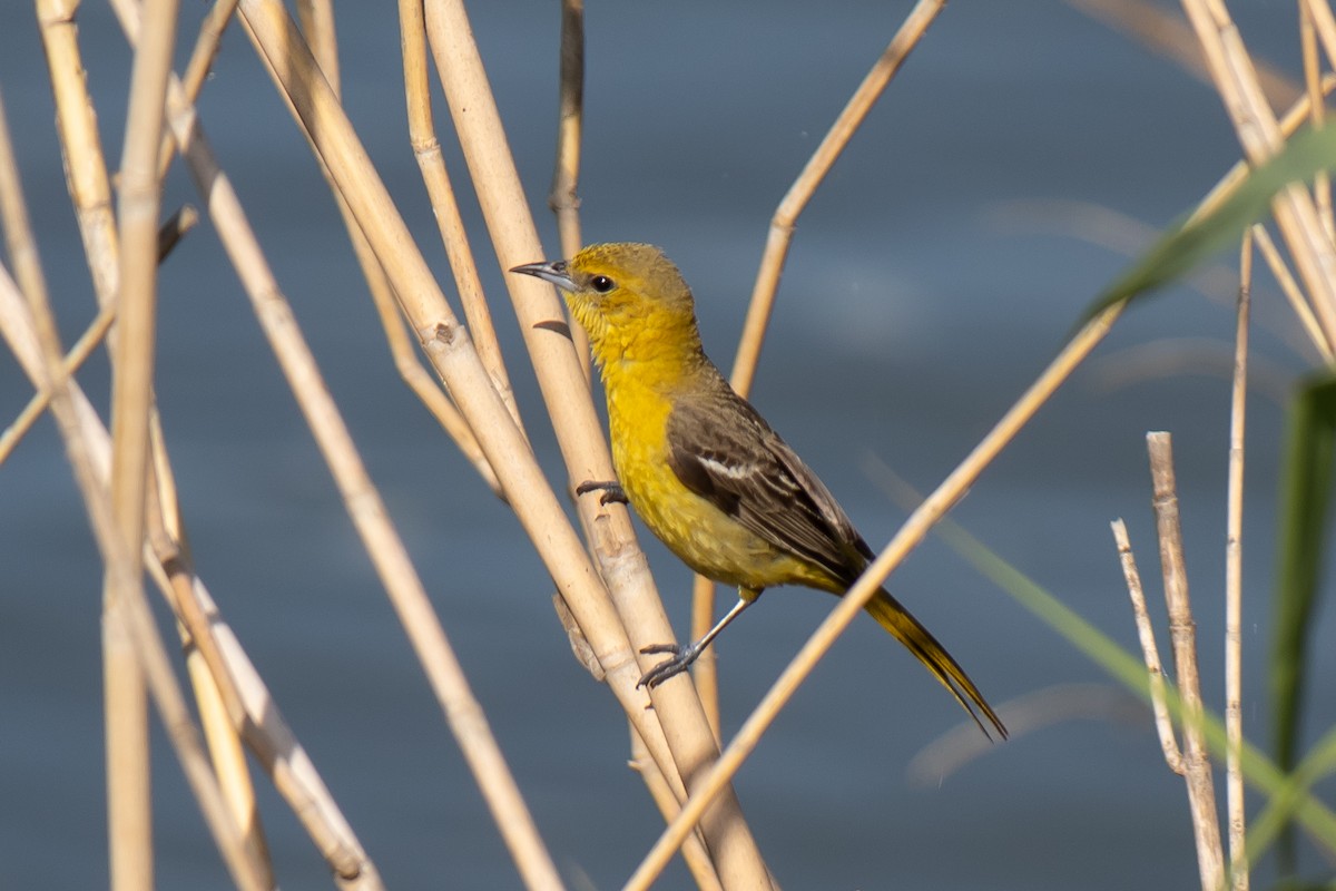 Hooded Oriole - ML638259562
