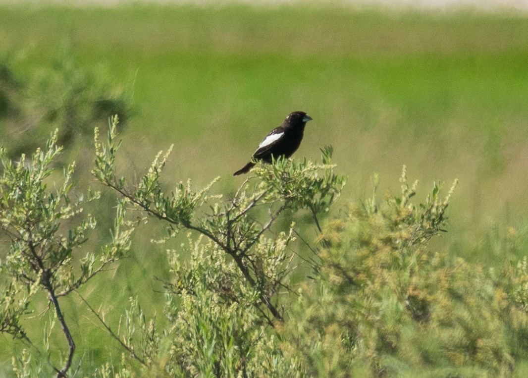 Lark Bunting - ML638259582