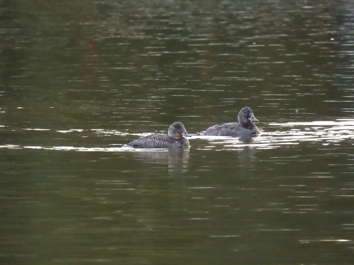 Blue-billed Duck - ML638259623