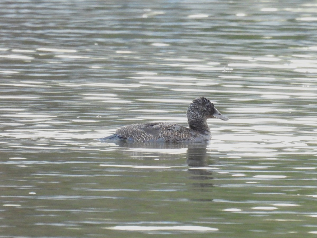 Blue-billed Duck - ML638259626