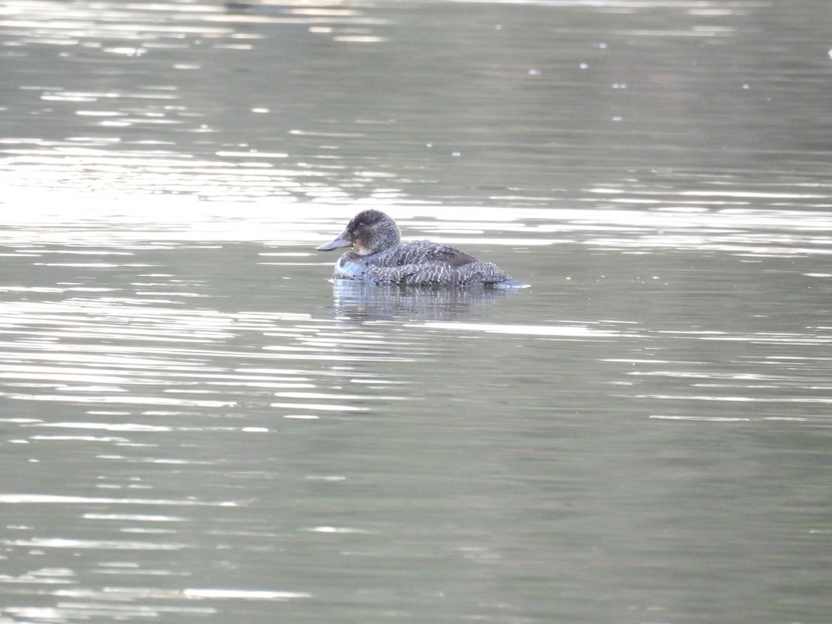 Blue-billed Duck - ML638259627