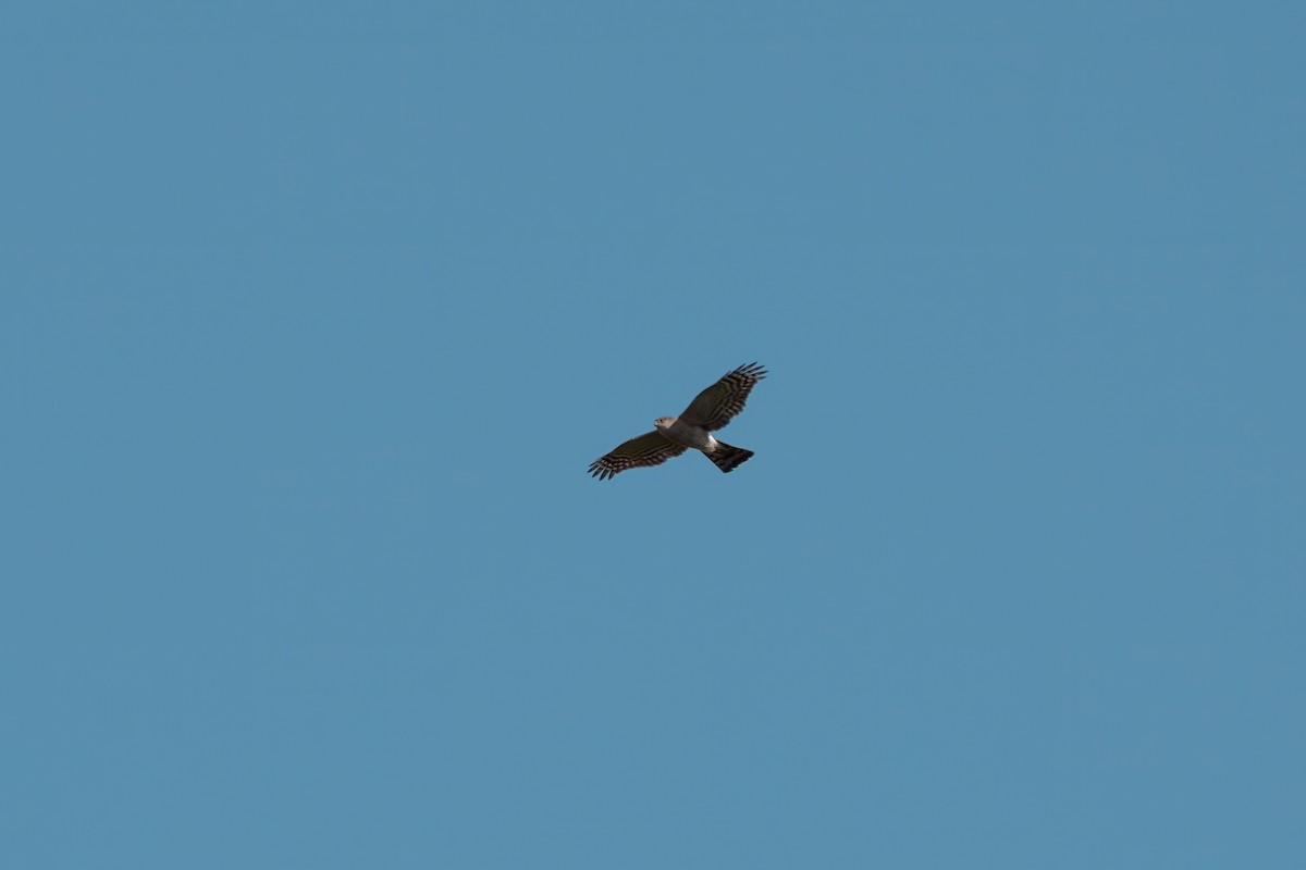 Sharp-shinned Hawk - ML638259629