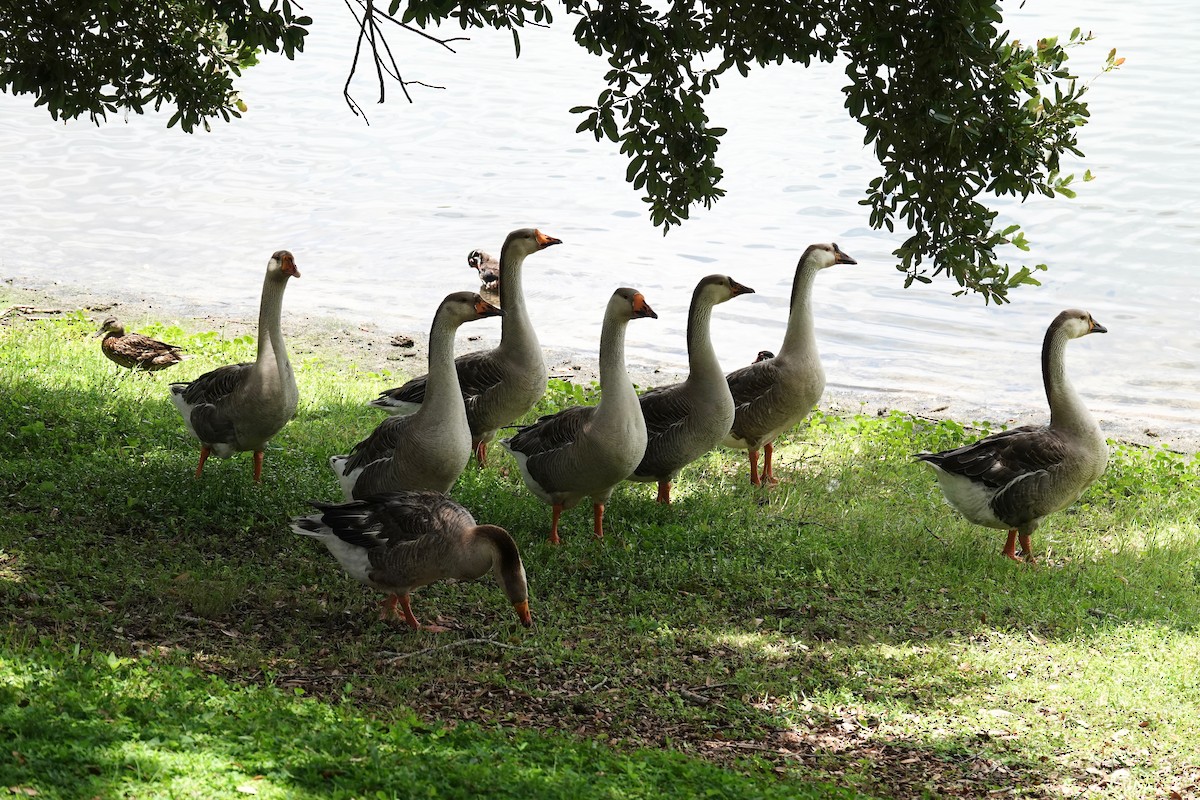 Swan Goose (Domestic type) - ML638259644