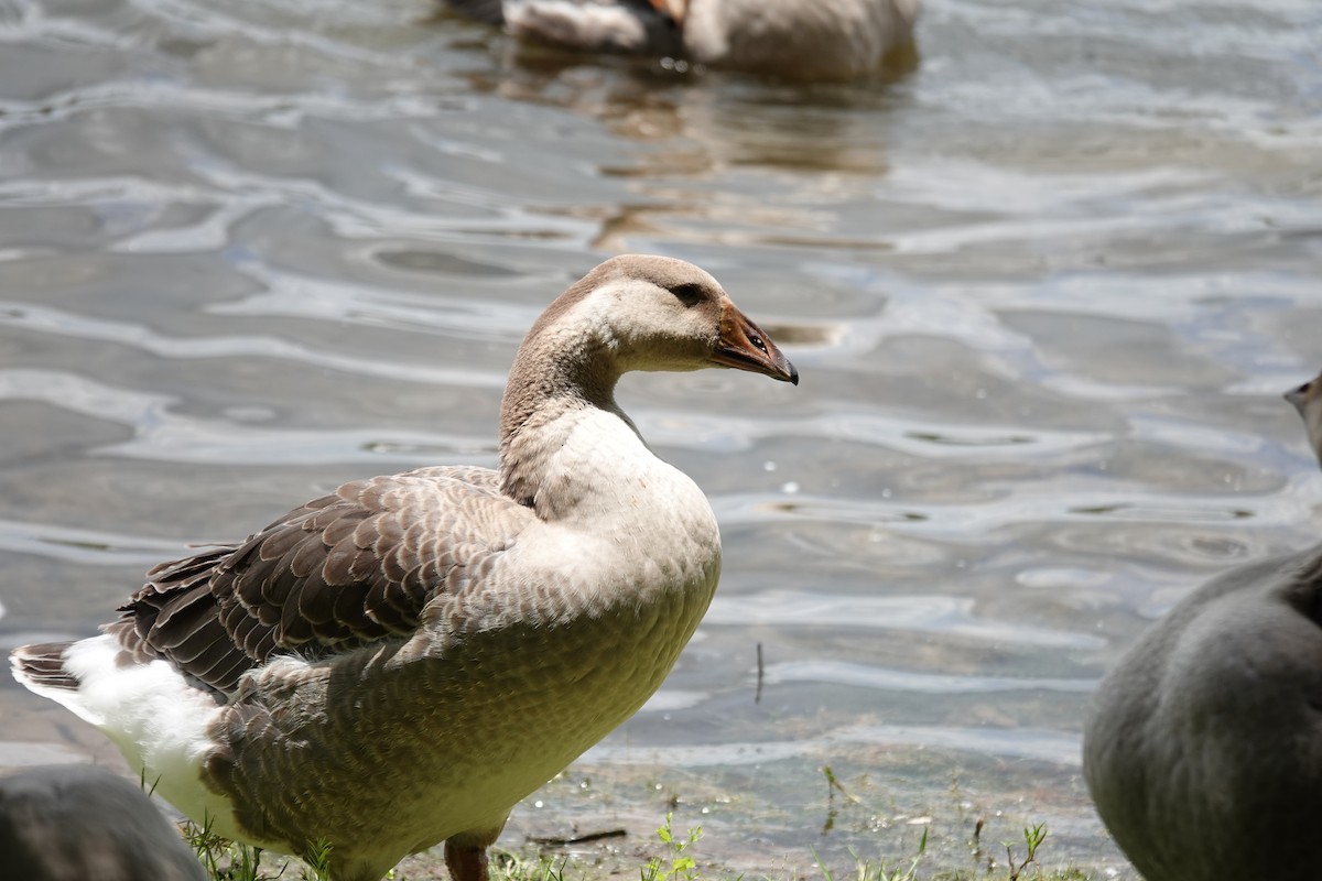 Swan Goose (Domestic type) - ML638259645