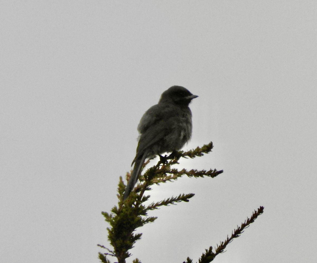 Canada Jay - ML638259652