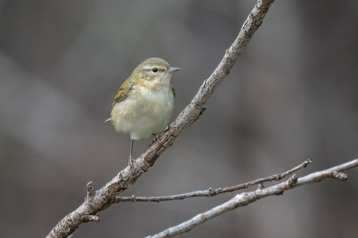 Tennessee Warbler - ML638259664