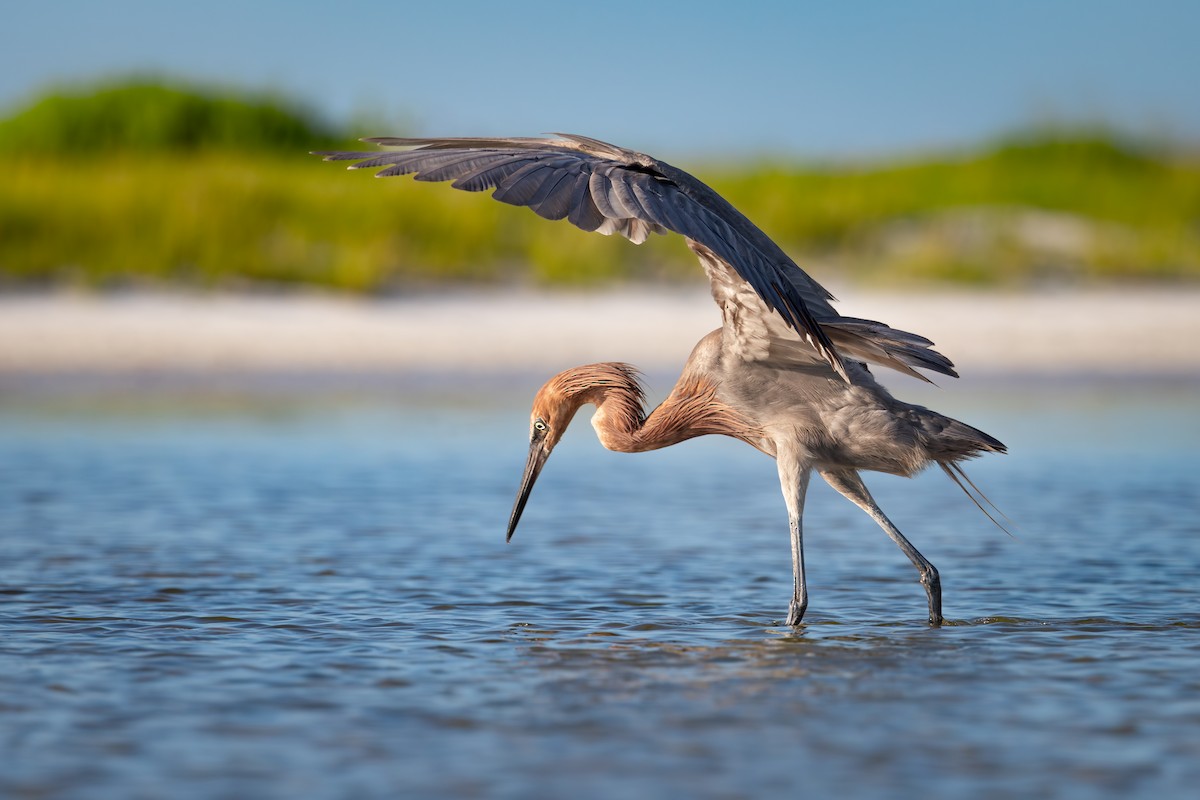 Reddish Egret - ML638259665